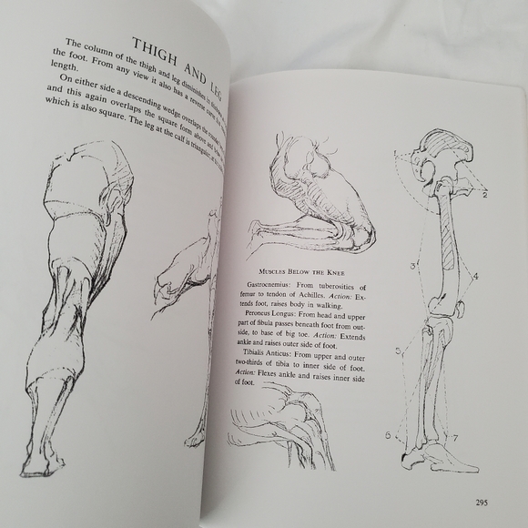 :* Bridgman’s complete Guide to Drawing from Life over 1000 illustrations sketch - Picture 6 of 6